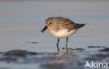 Drieteenstrandloper (Calidris alba)