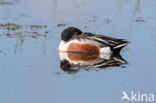 Northern Shoveler (Anas clypeata)