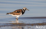 Steenloper (Arenaria interpres)