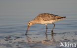 Bar-tailed Godwit (Limosa lapponica)