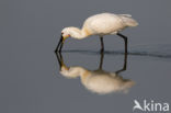 Eurasian Spoonbill (Platalea leucorodia)