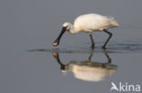 Lepelaar (Platalea leucorodia)