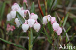 Bog-rosemary (Andromeda polifolia)