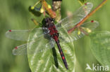 Noordse witsnuitlibel (Leucorrhinia rubicunda)