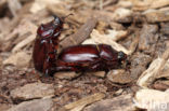 Rhinoceros Beetle (Oryctes nasicornis)