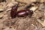 Rhinoceros Beetle (Oryctes nasicornis)