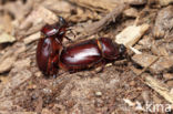 Rhinoceros Beetle (Oryctes nasicornis)