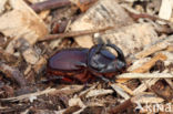 Rhinoceros Beetle (Oryctes nasicornis)