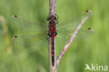 Noordse witsnuitlibel (Leucorrhinia rubicunda)