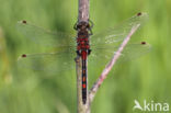 Noordse witsnuitlibel (Leucorrhinia rubicunda)