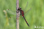 Noordse witsnuitlibel (Leucorrhinia rubicunda)