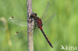 Noordse witsnuitlibel (Leucorrhinia rubicunda)