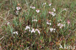 Bog-rosemary (Andromeda polifolia)