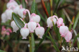 Bog-rosemary (Andromeda polifolia)
