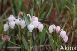 Bog-rosemary (Andromeda polifolia)
