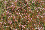 Kleine veenbes (Oxycoccus palustris)