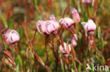 Kleine veenbes (Oxycoccus palustris)