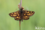 Bont dikkopje (Carterocephalus palaemon)