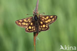 Bont dikkopje (Carterocephalus palaemon)