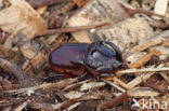 Rhinoceros Beetle (Oryctes nasicornis)