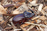 Rhinoceros Beetle (Oryctes nasicornis)