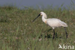 Eurasian Spoonbill (Platalea leucorodia)