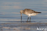 Bar-tailed Godwit (Limosa lapponica)