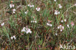 Bog-rosemary (Andromeda polifolia)