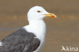 Kleine Mantelmeeuw (Larus fuscus)