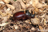 Rhinoceros Beetle (Oryctes nasicornis)