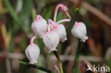 Bog-rosemary (Andromeda polifolia)