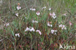 Bog-rosemary (Andromeda polifolia)