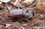 Rhinoceros Beetle (Oryctes nasicornis)