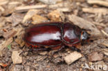 Rhinoceros Beetle (Oryctes nasicornis)