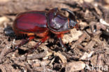Rhinoceros Beetle (Oryctes nasicornis)