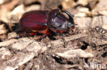 Rhinoceros Beetle (Oryctes nasicornis)