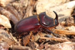 Rhinoceros Beetle (Oryctes nasicornis)