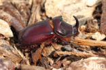 Rhinoceros Beetle (Oryctes nasicornis)