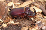Rhinoceros Beetle (Oryctes nasicornis)