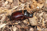 Rhinoceros Beetle (Oryctes nasicornis)