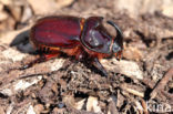 Neushoornkever (Oryctes nasicornis)