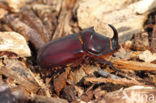 Rhinoceros Beetle (Oryctes nasicornis)