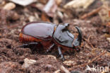 Neushoornkever (Oryctes nasicornis)