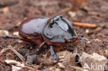 Neushoornkever (Oryctes nasicornis)