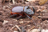 Neushoornkever (Oryctes nasicornis)