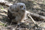 Eurasian Eagle-Owl (Bubo bubo)