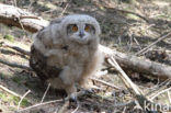 Eurasian Eagle-Owl (Bubo bubo)