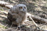 Eurasian Eagle-Owl (Bubo bubo)