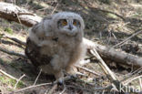 Eurasian Eagle-Owl (Bubo bubo)