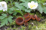 anemonenbekerzwam (dumontinia tuberosa)